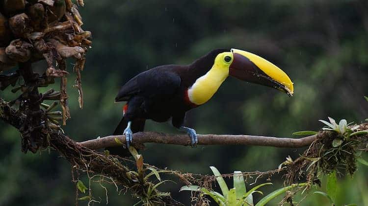 Drip Coffee Maker with a Toucan from Costa Rica, 'Toucan Make Coffee